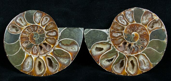 Cut & Polished Desmoceras Ammonite - #6325